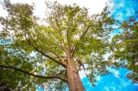 Best Emergency Tree Removal  in Blue Rapids, KS