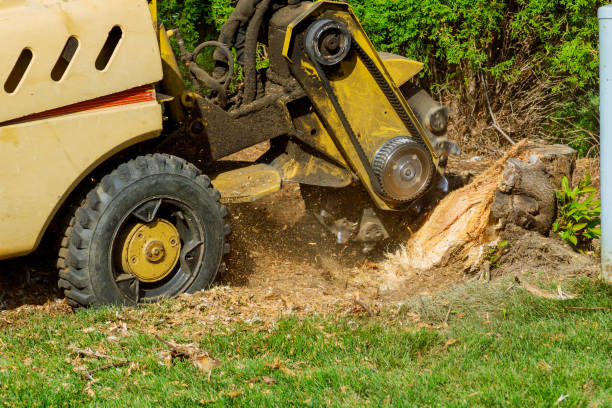 Best Grass Overseeding  in Blue Rapids, KS